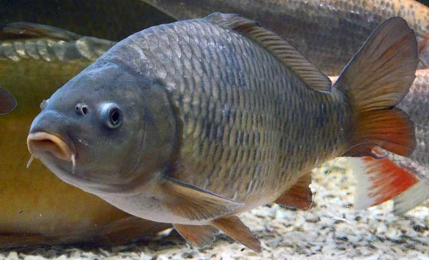 Cyprinus carpio_011.jpg